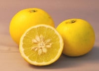 ゆうこう　ゆずたらこ　500ｇ